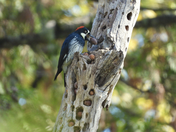 Acorn Woodpecker