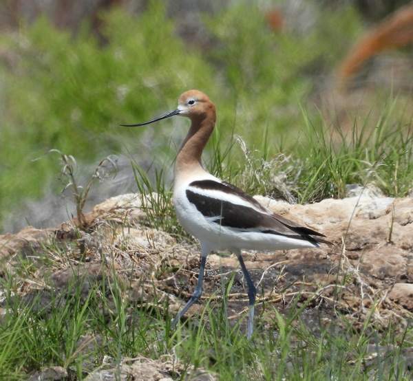 American Avocet