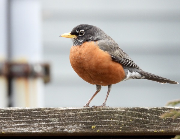 American Robin