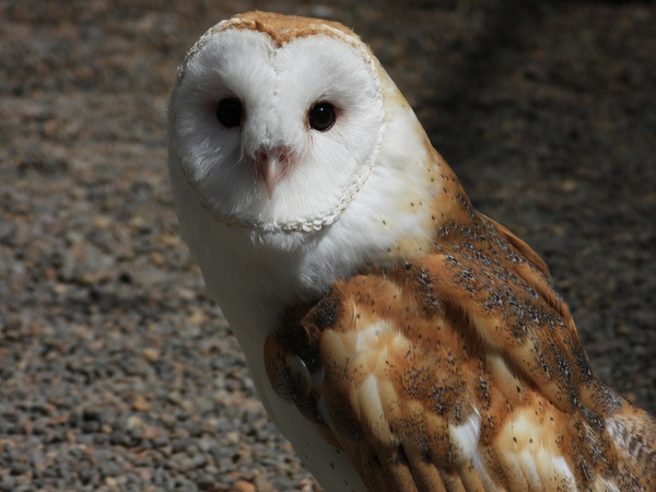 Barn Owl