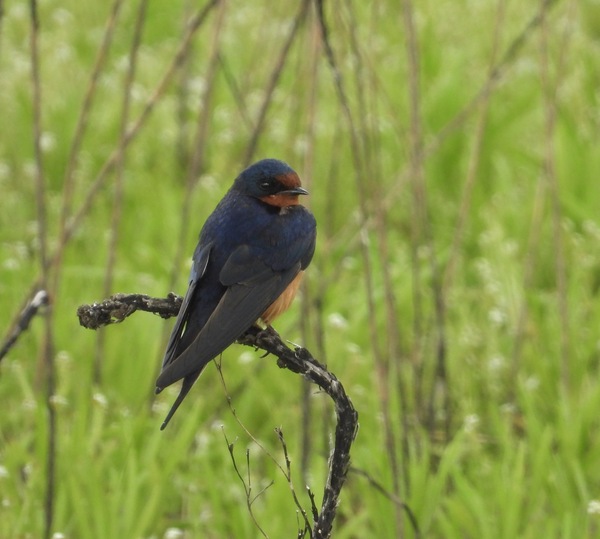 Barn Swallow