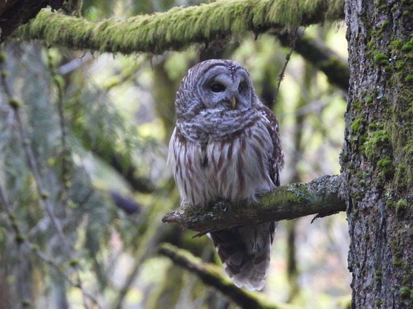 Barred Owl