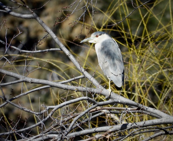 Black-crowned Night Heron