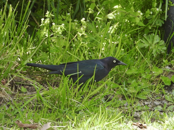 Brewer's Blackbird