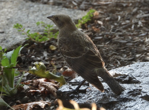 Brown-headed Cowbird