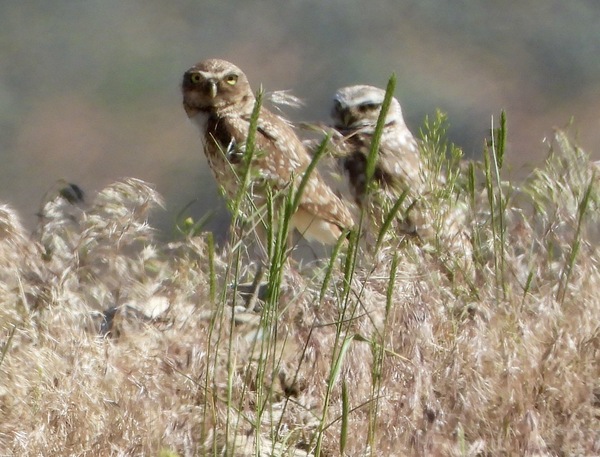 Burrowing Owl