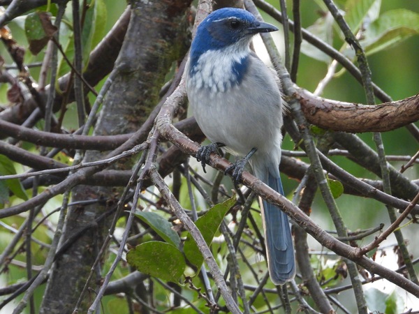 California Scrub-Jay