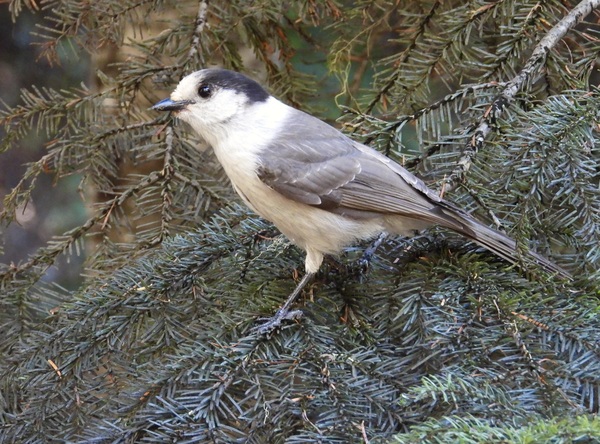 Canada Jay