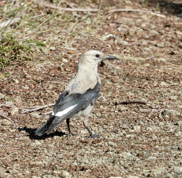 Clark's Nutcracker