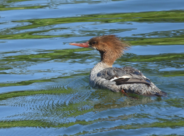 Common Merganser