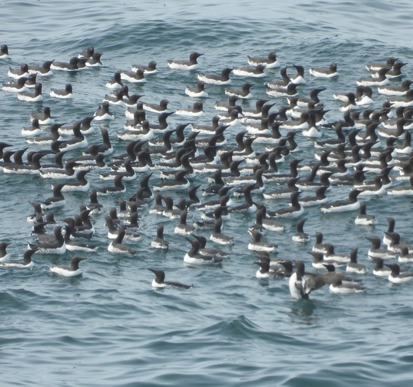 Common Murre