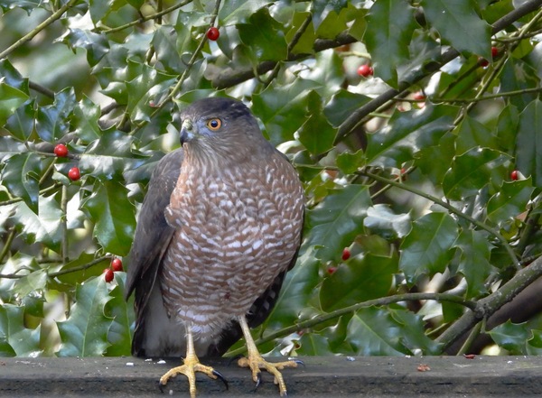 Cooper's Hawk