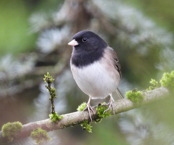 Dark-eyed Junco