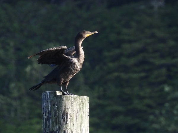 Double-crested Cormorant