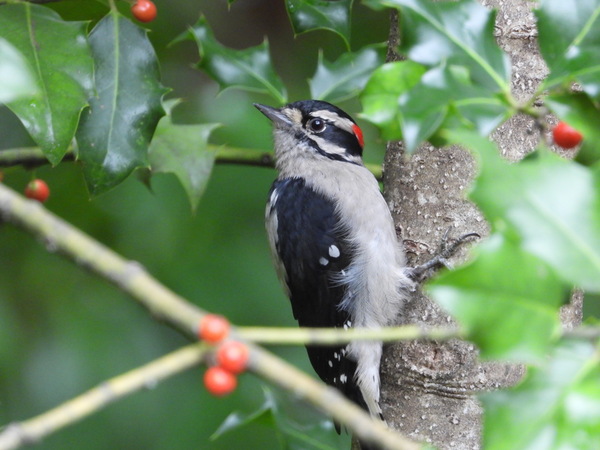 Downy Woodpecker