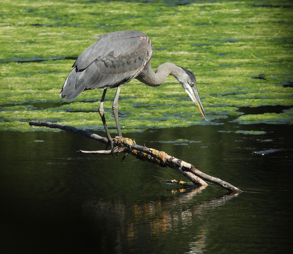 Great Blue Heron