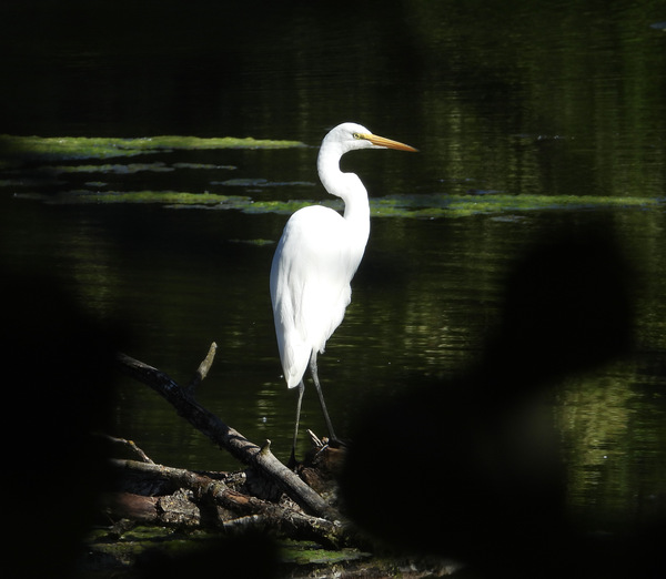 Great Egret