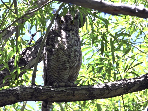 Great Horned Owl