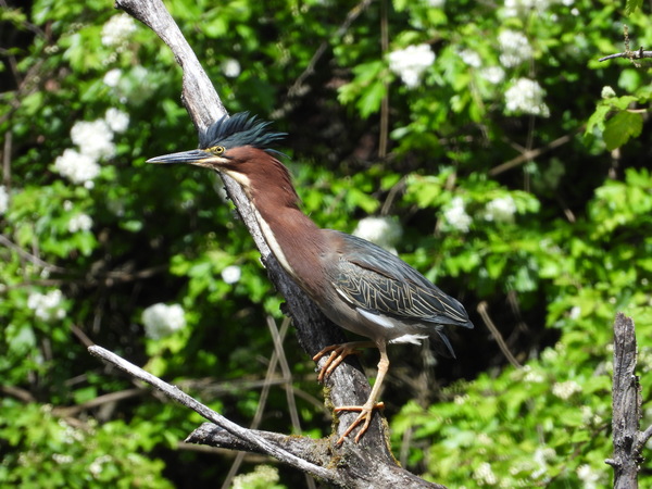 Green Heron