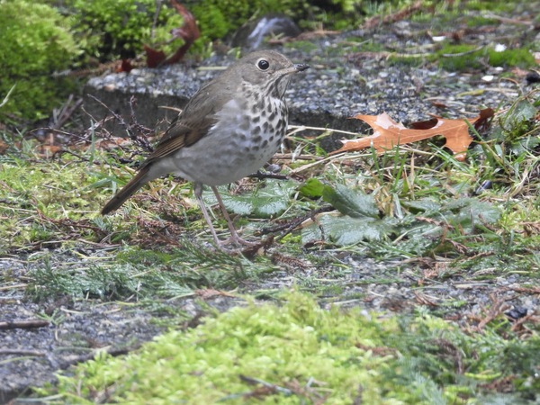 Hermit Thrush