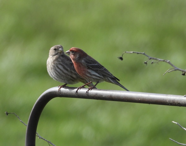 House Finch