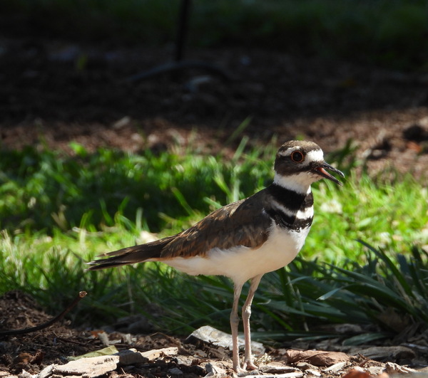 Killdeer