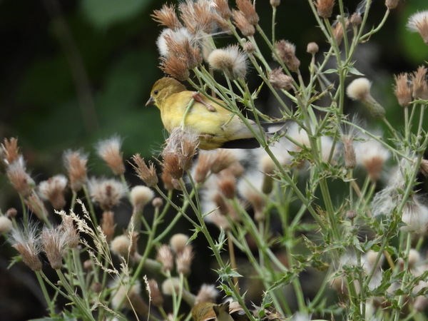 Lesser Goldfinch