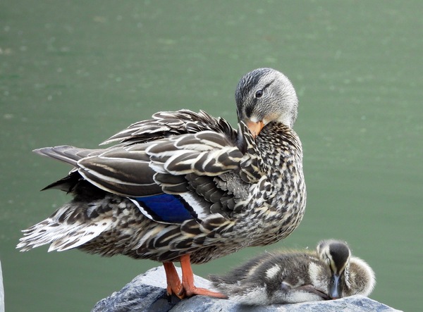 Mallard