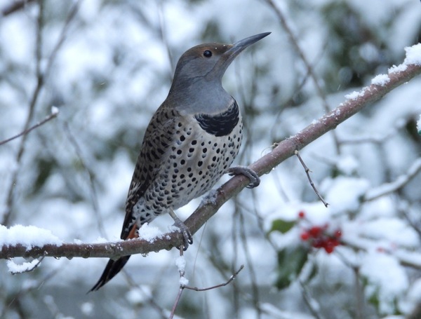 Northern Flicker