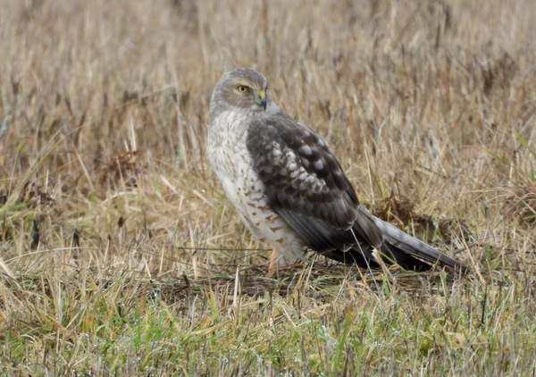 Northern Harrier