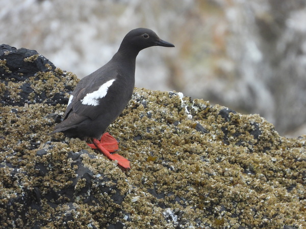 Pigeon Guillemot