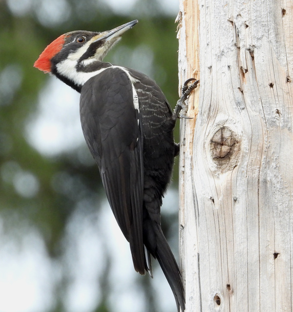 Pileated Woodpecker