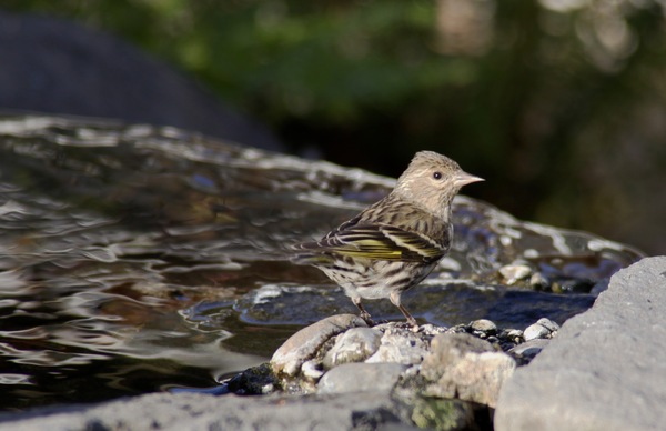 Pine Siskin