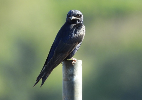 Purple Martin