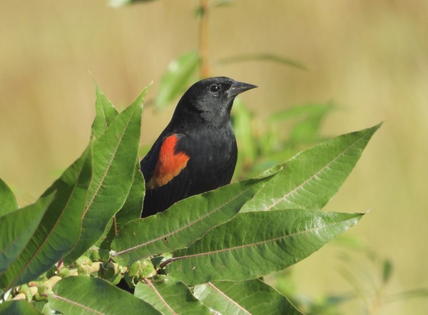 Red-winged Blackbird