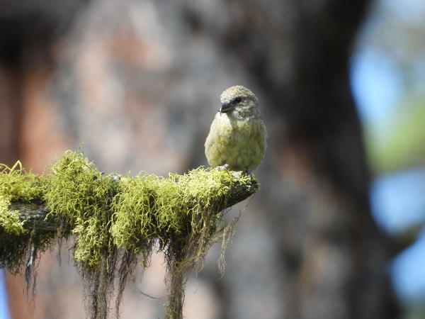 Red Crossbill