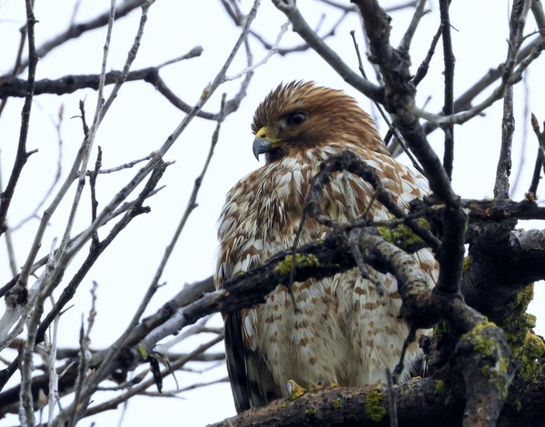 Red-shouldered Hawk