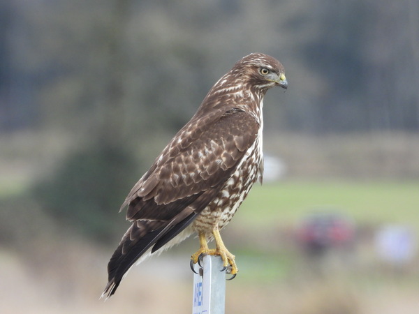 Red-tailed Hawk