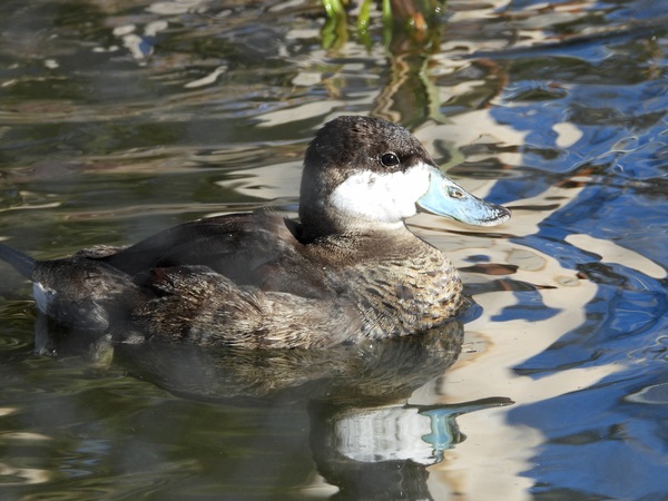 Ruddy Duck