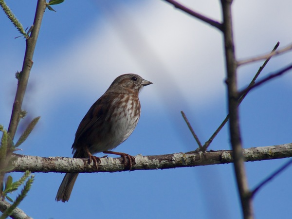 Song Sparrow