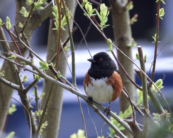 Spotted Towhee