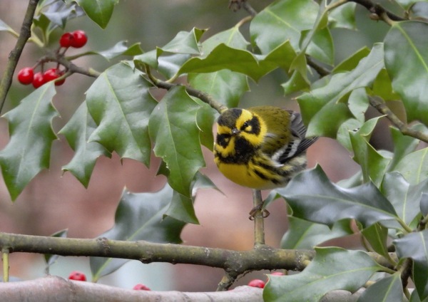 Townsend Warbler