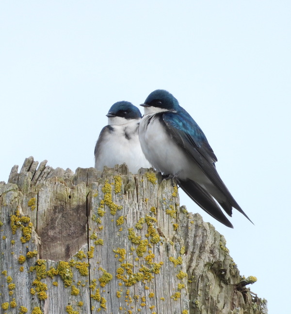 Tree Swallow