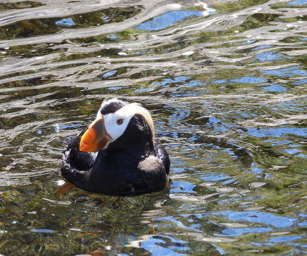 Tufted Puffin