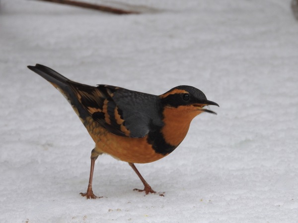 Varied Thrush