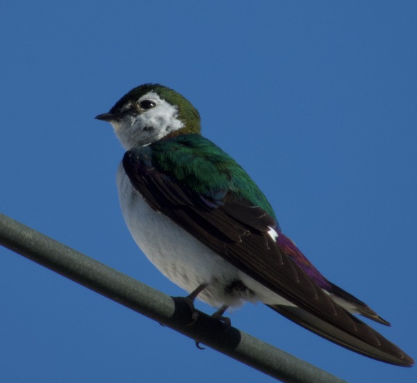 Violet-Green Swallow