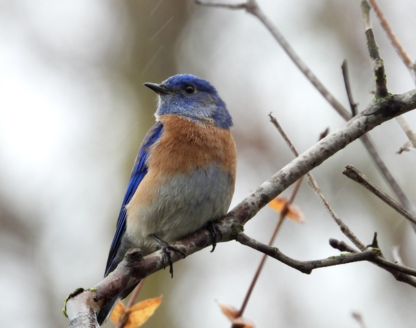 Western Bluebird