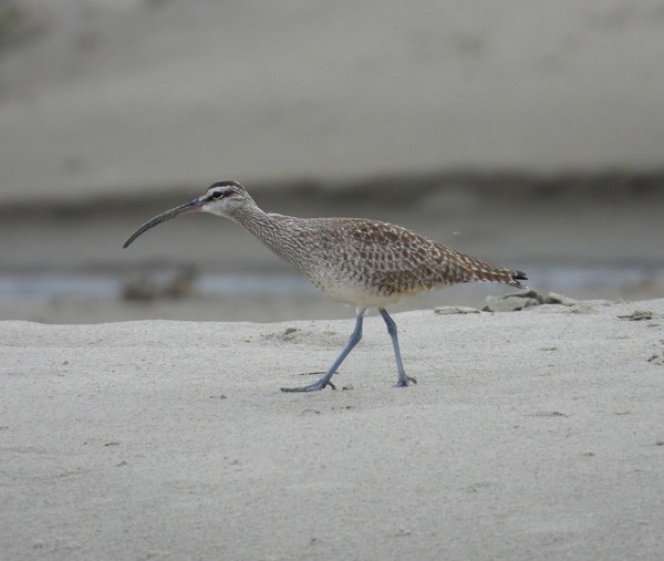 Whimbrel