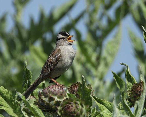 White-crowned Sparrow