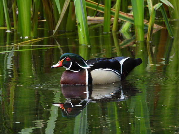 Wood Duck